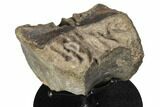 Fossil Hadrosaur Vertebra With Stand - Judith River Formation #192999-1